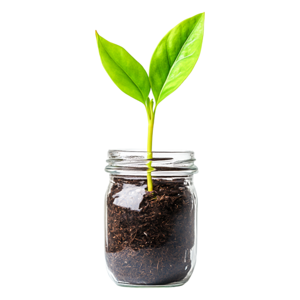 Fresh Green Plant Growing in Jar with Soil and Natural Light png