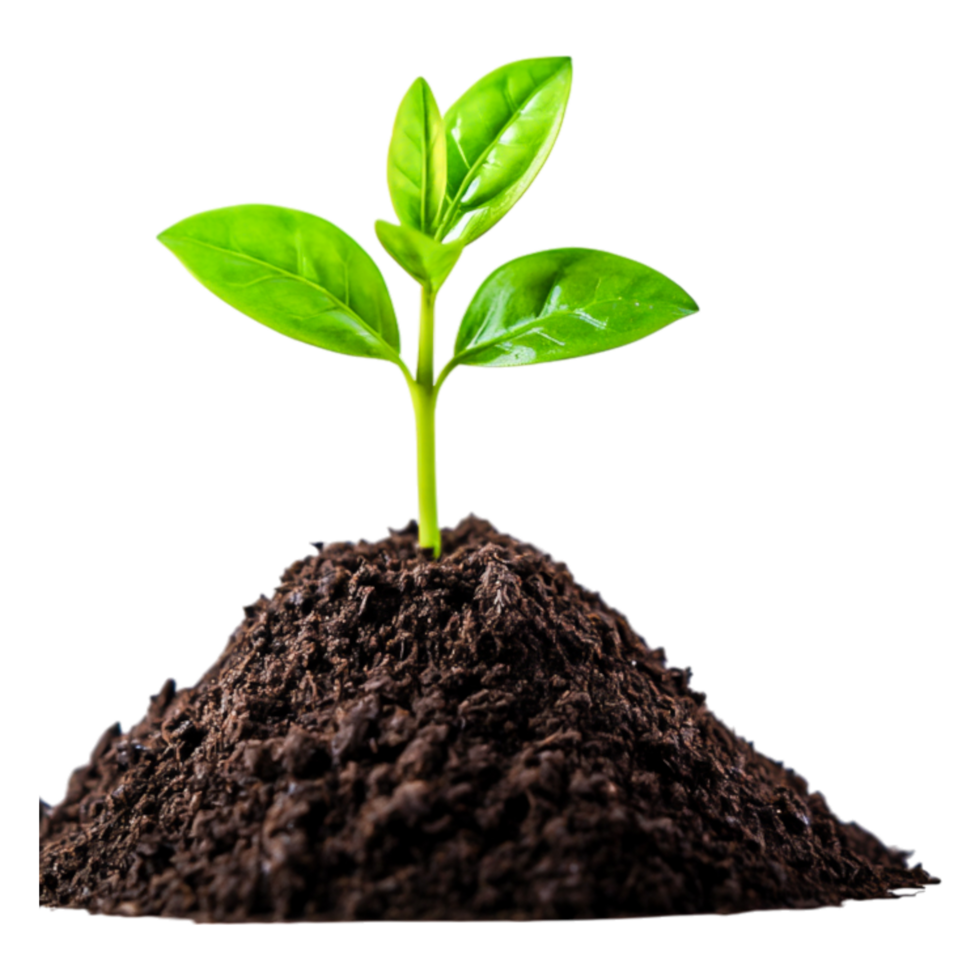 Fresh Green Plant Emerging from Dark Rich Soil in Nature Environment png
