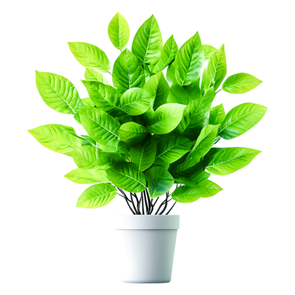 Lush Green Plant with Bright Leaves in White Pot for Indoor Use png