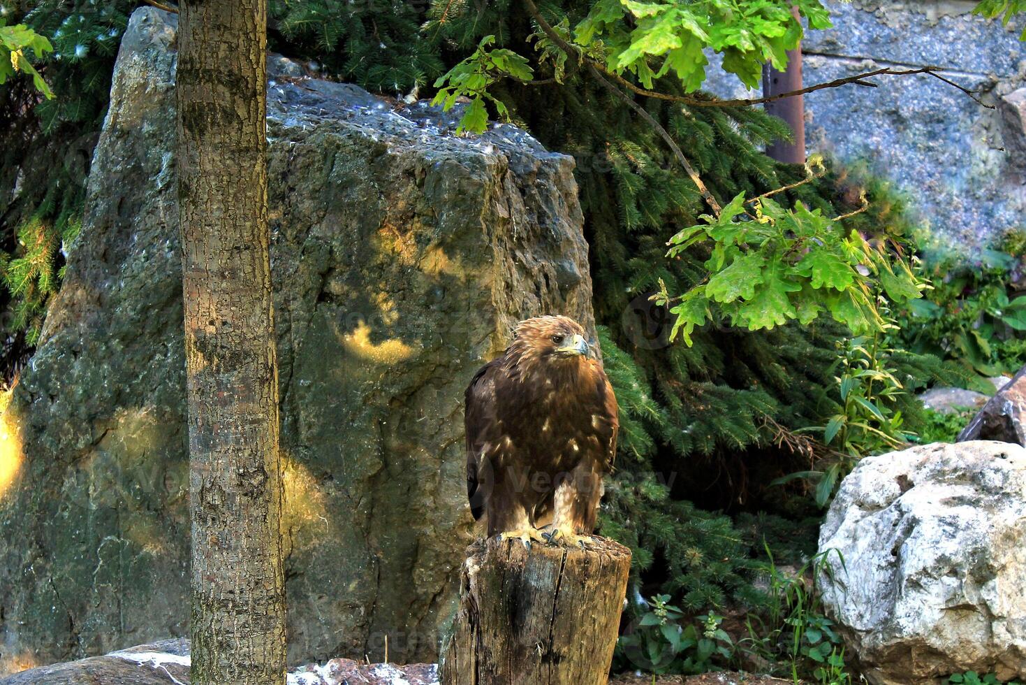 Golden eagle perched on a tree stump, amidst a backdrop of lush greenery and rugged rocks. Aquila chrysaetos eagle on mountain hunting. Concept of raw power and untamed wilderness. Wildlife and nature photo