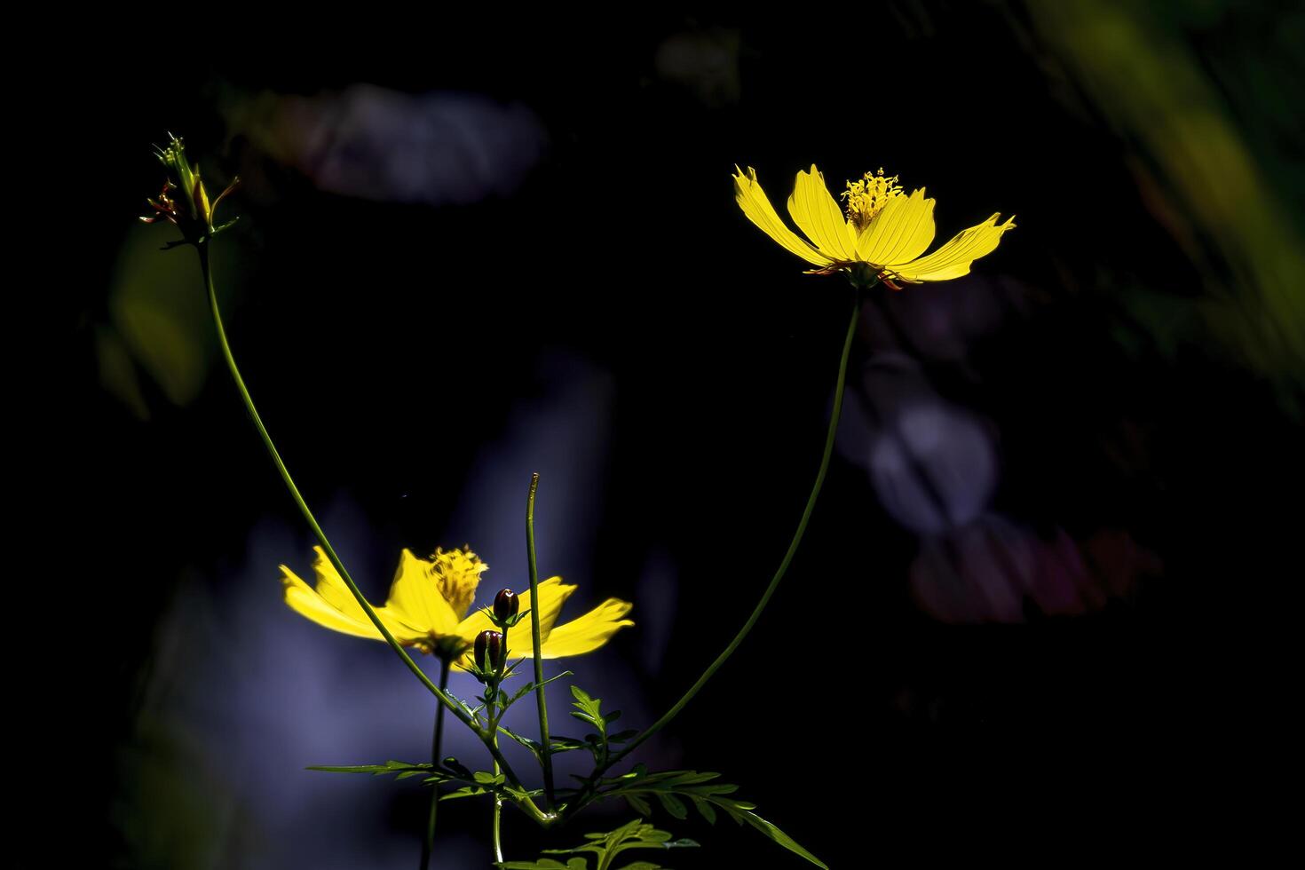Yellow cosmos flowers in the dark photo