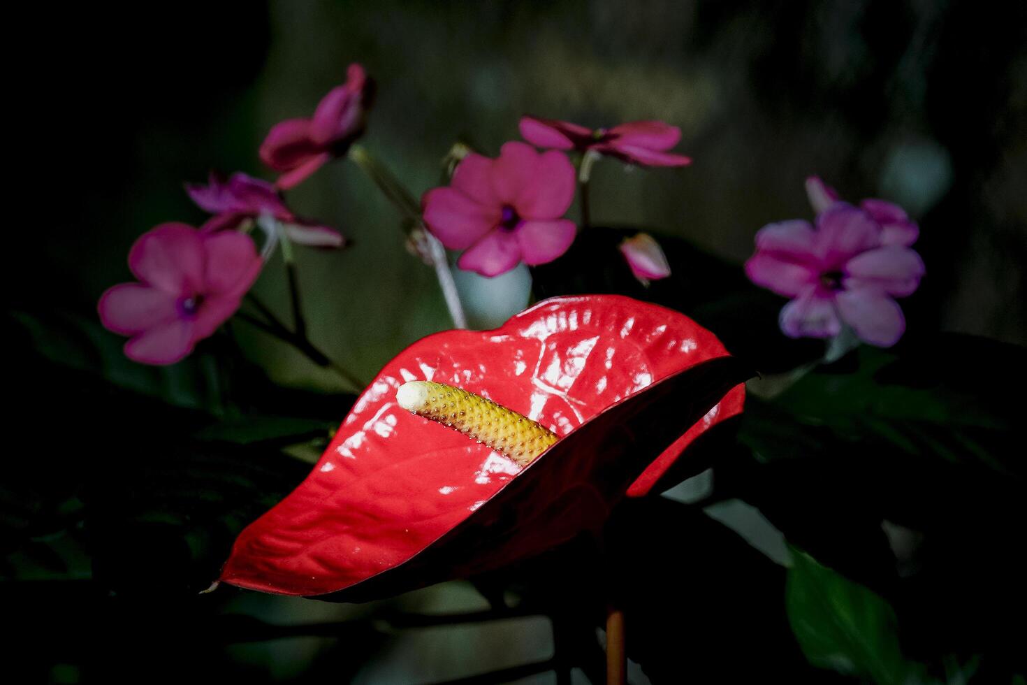 A red flower with a yellow center photo