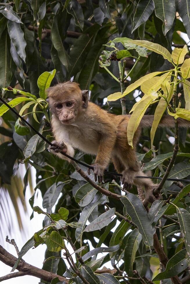 A monkey is climbing a tree branch with leaves photo