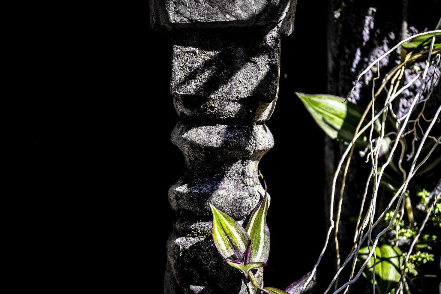 A flower is growing on a stone pillar photo