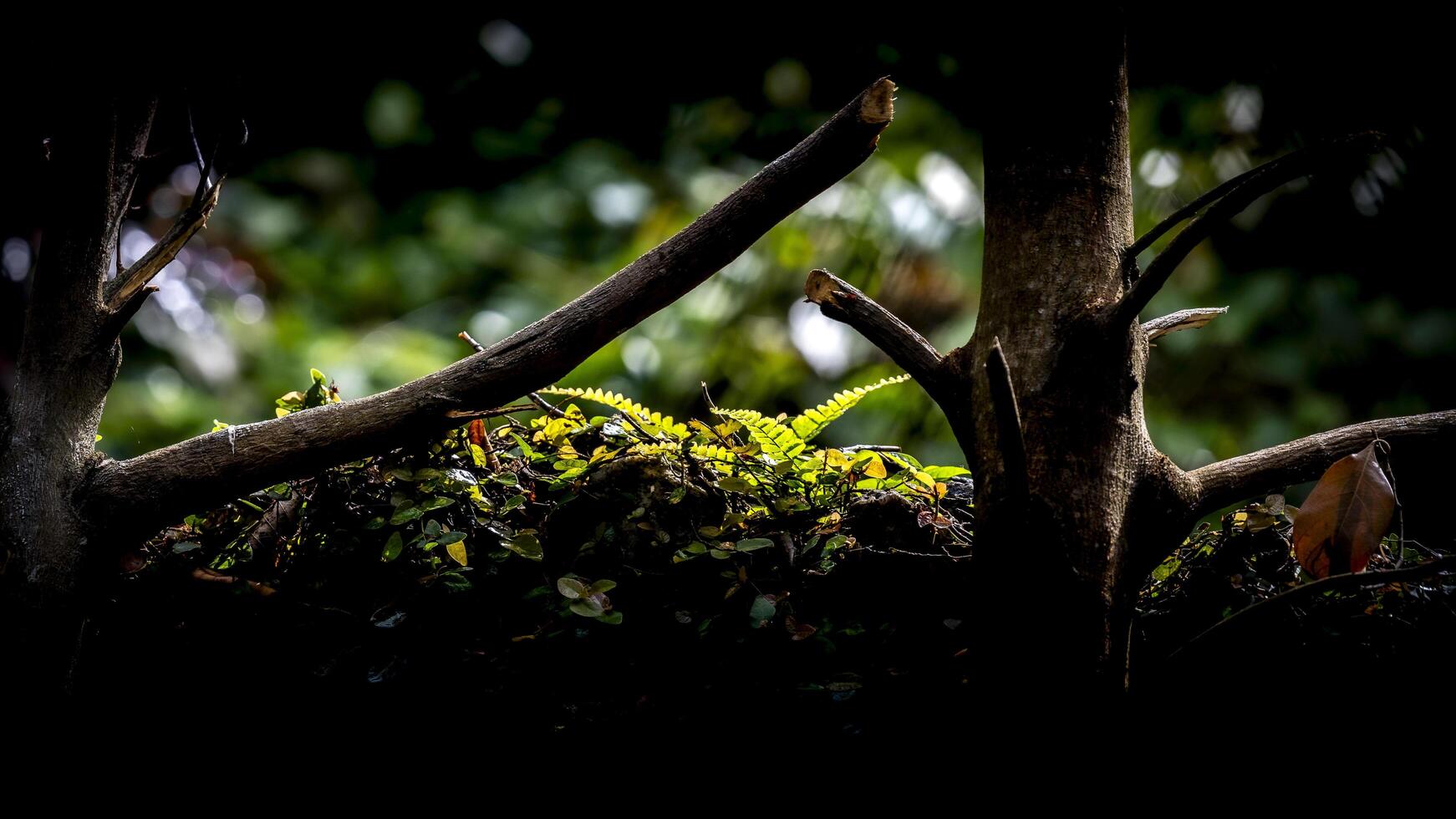 A bird sitting on a branch of a tree photo
