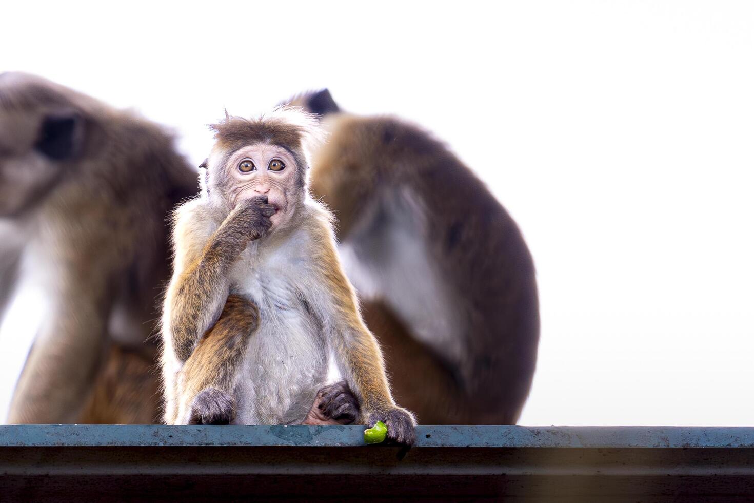 A monkey sitting on a ledge with a tennis ball photo