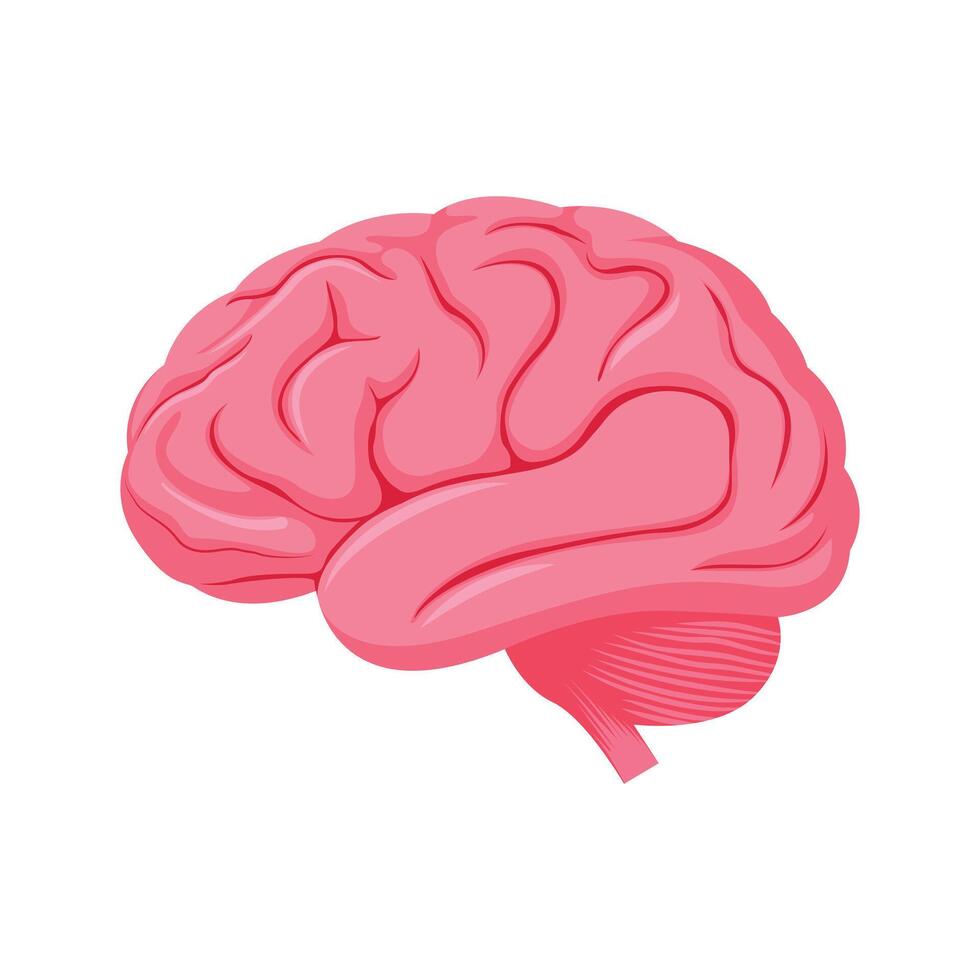 human brain illustration in flat style. The human brain on a white background. vector