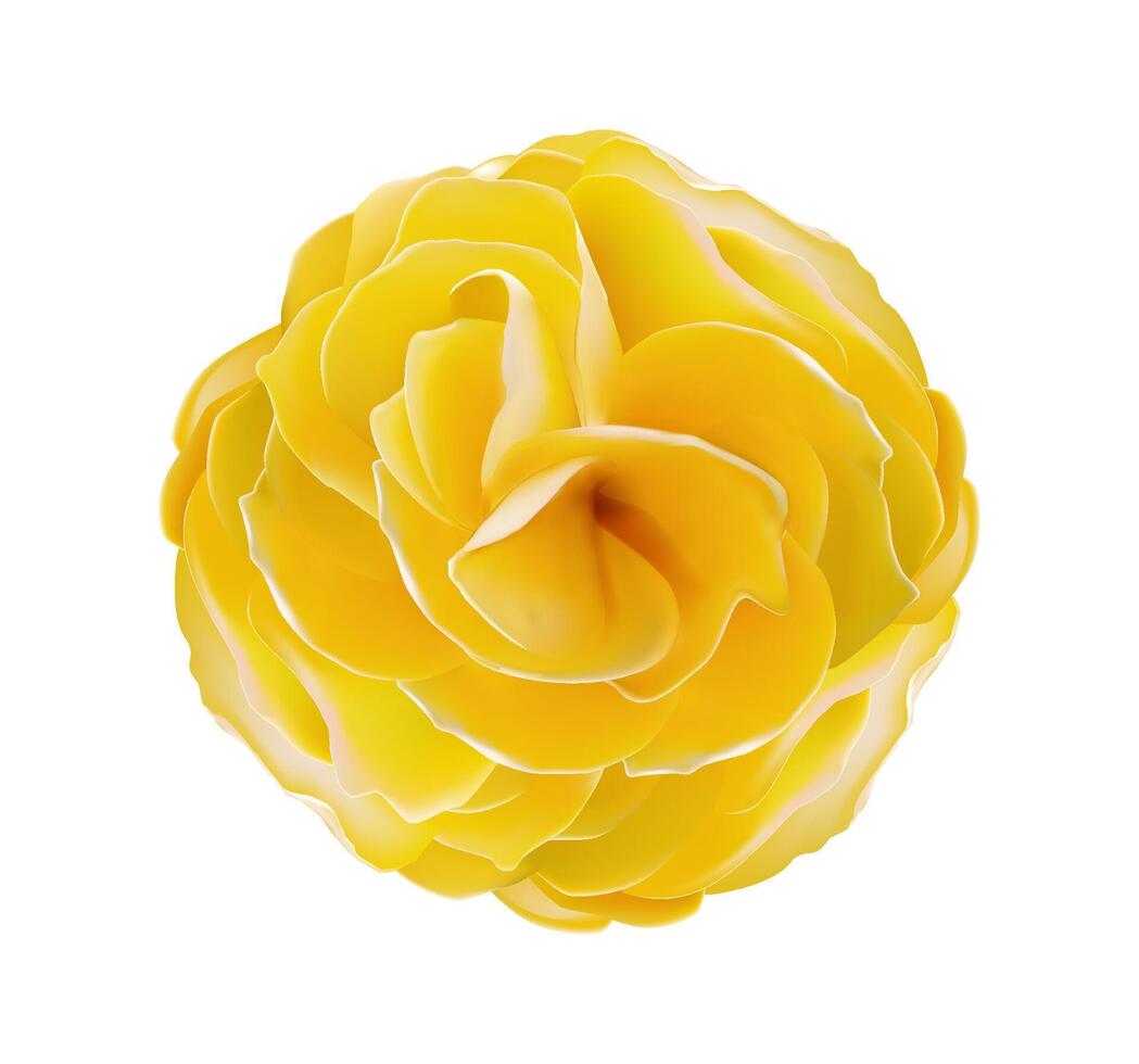Round isolated Yellow rose realistic on the white background vector