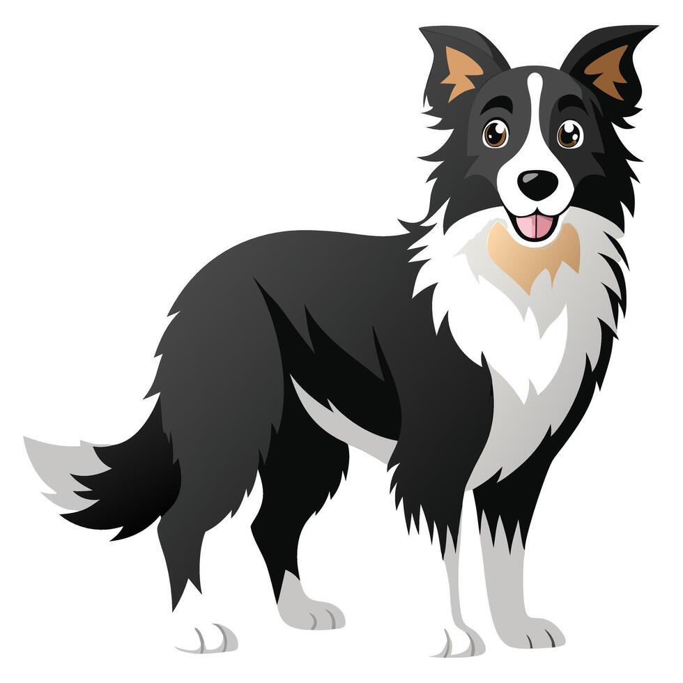 border collie dog color illustration,graphic style.Perfect for pet lovers. vector