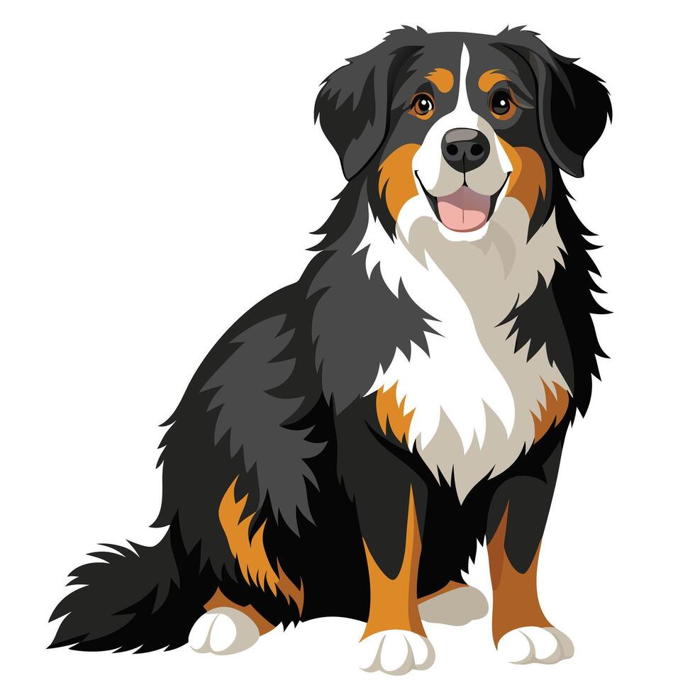 bernese mountain dog color illustration,graphic style. Perfect for pet lovers. Pet Animal vector