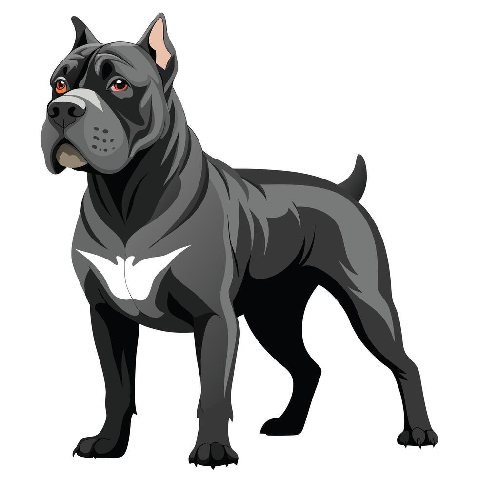 cane corso dog color illustration,graphic style.Perfect for pet lovers. vector