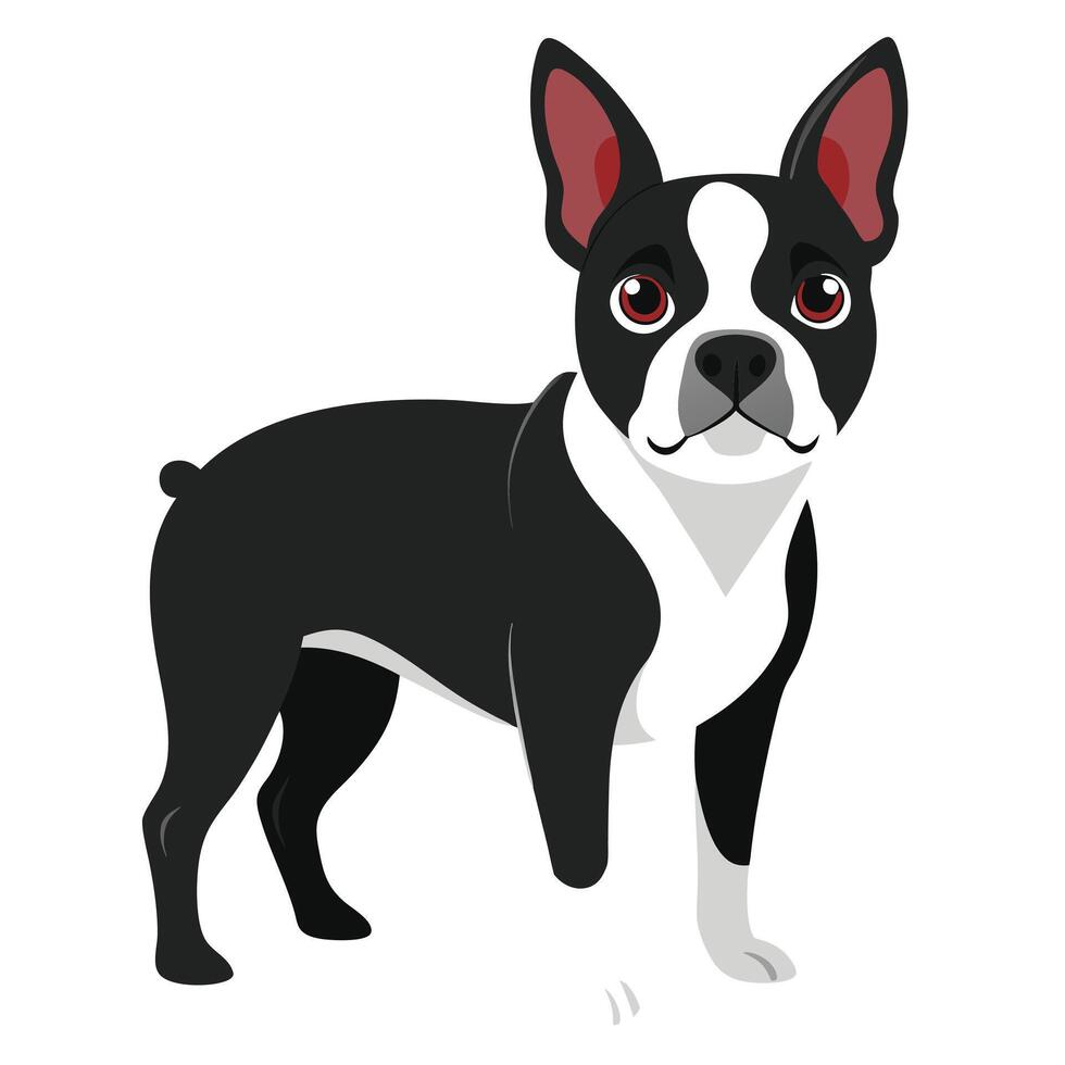 boston terrier dog color illustration,graphic style.Perfect for pet lovers. vector
