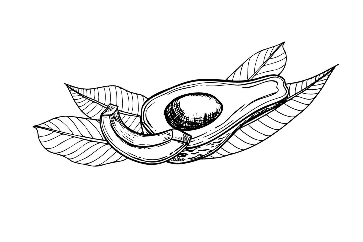 Avocado with leaves black ink sketch. Half fruit with seed and slice graphic illustration in realistic linear style. Etching drawing of organic healthy vegan food for recipes, cookbook design vector