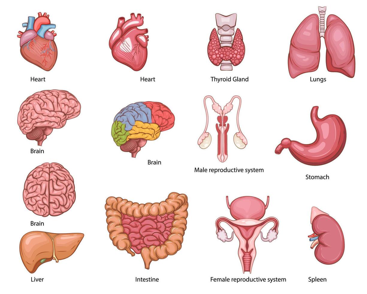 Human internal organs. Anatomical Illustration. Science, medicine, biology education. Anatomical structure for medical info learning vector