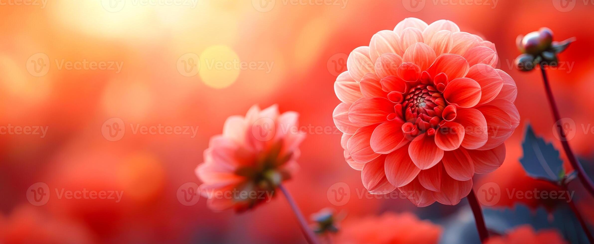 A close up of a red flower with a bright sun in the background. The flower is surrounded by other flowers, creating a beautiful and vibrant scene photo