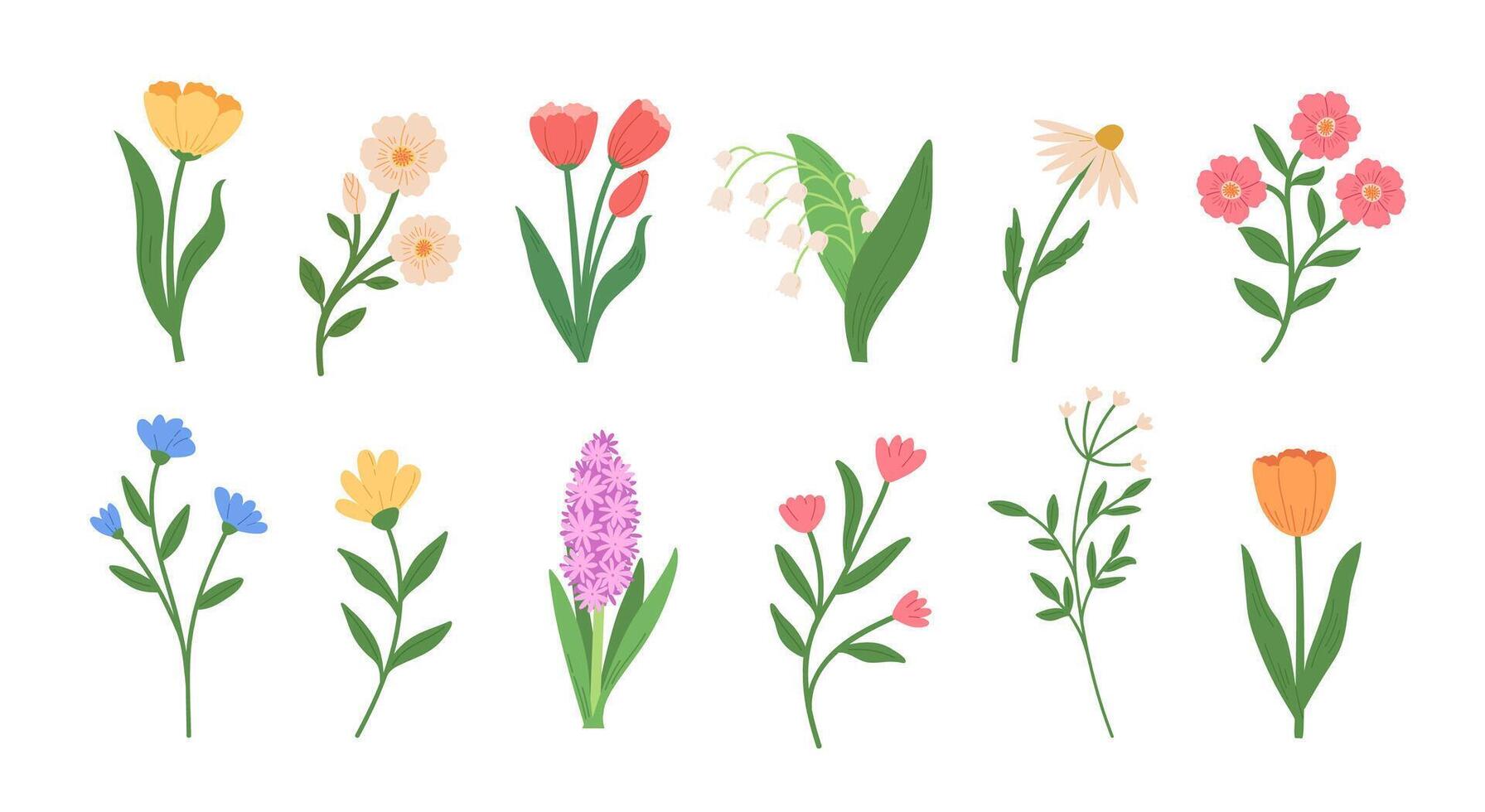 Set of spring wild flowers illustrations. Tulip, hyacinth, chamomile, mallow, cornflower in Hand draw style vector