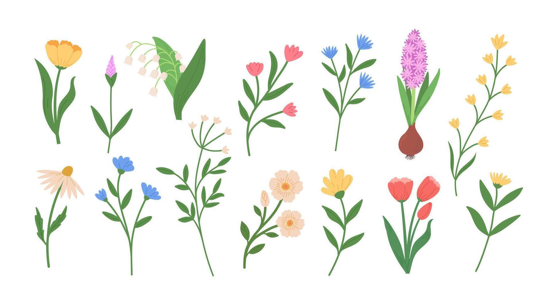 Set of different blossom spring flowers. Botanical illustrations. Wildflowers on white background vector