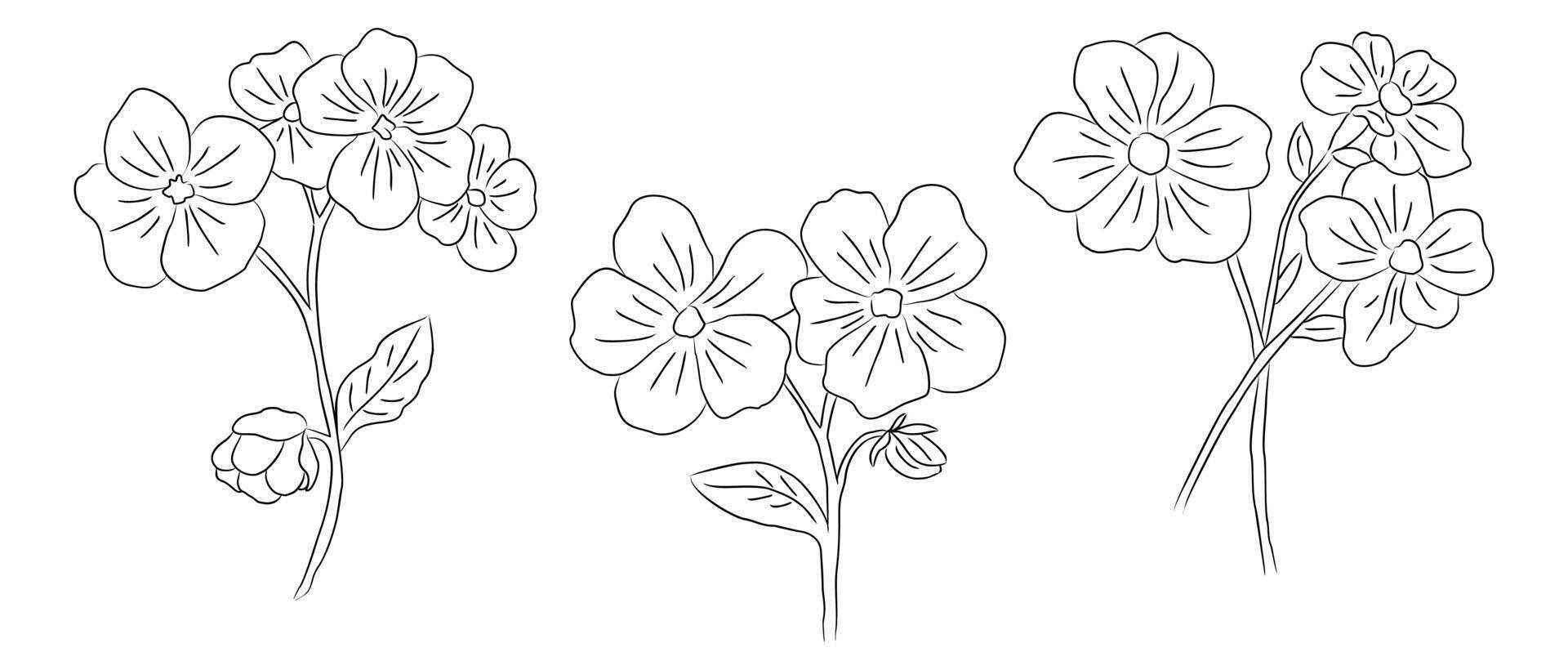 Set of Forget me not flower line art illustrations. Myosotis monochrome hand drawn black ink sketch isolated on white background. vector