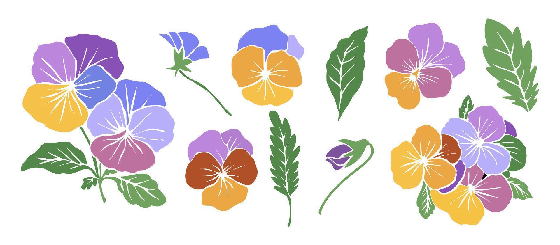 Pansies flowers and leaves illustration isolated on white background vector
