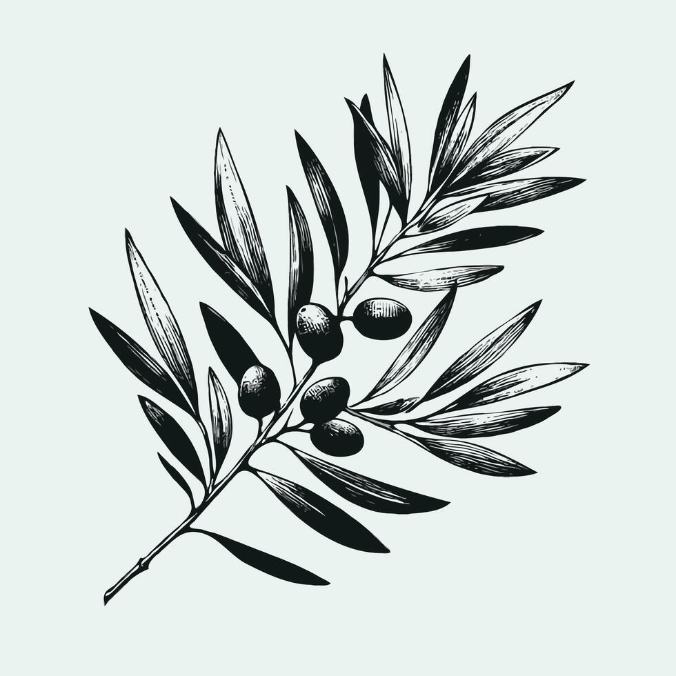 Simple line drawing, olive illustration, laurel wreath, black olives on a branch. Olive branch with leaves and berries. Black and white illustration. vector