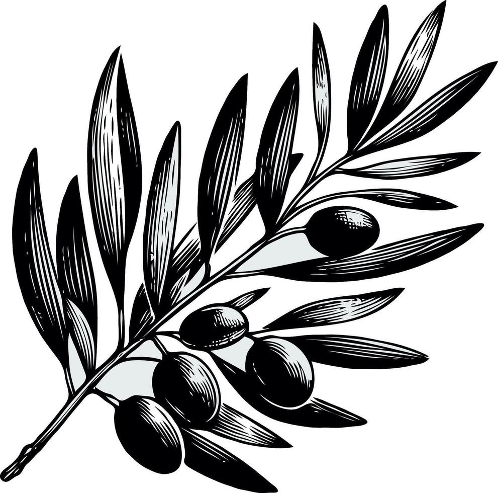 olive illustration, laurel, black olives on a branch. Olive branch with leaves and berries. Black and white illustration, a green leaves and a symbol for the winner of the contest. vector
