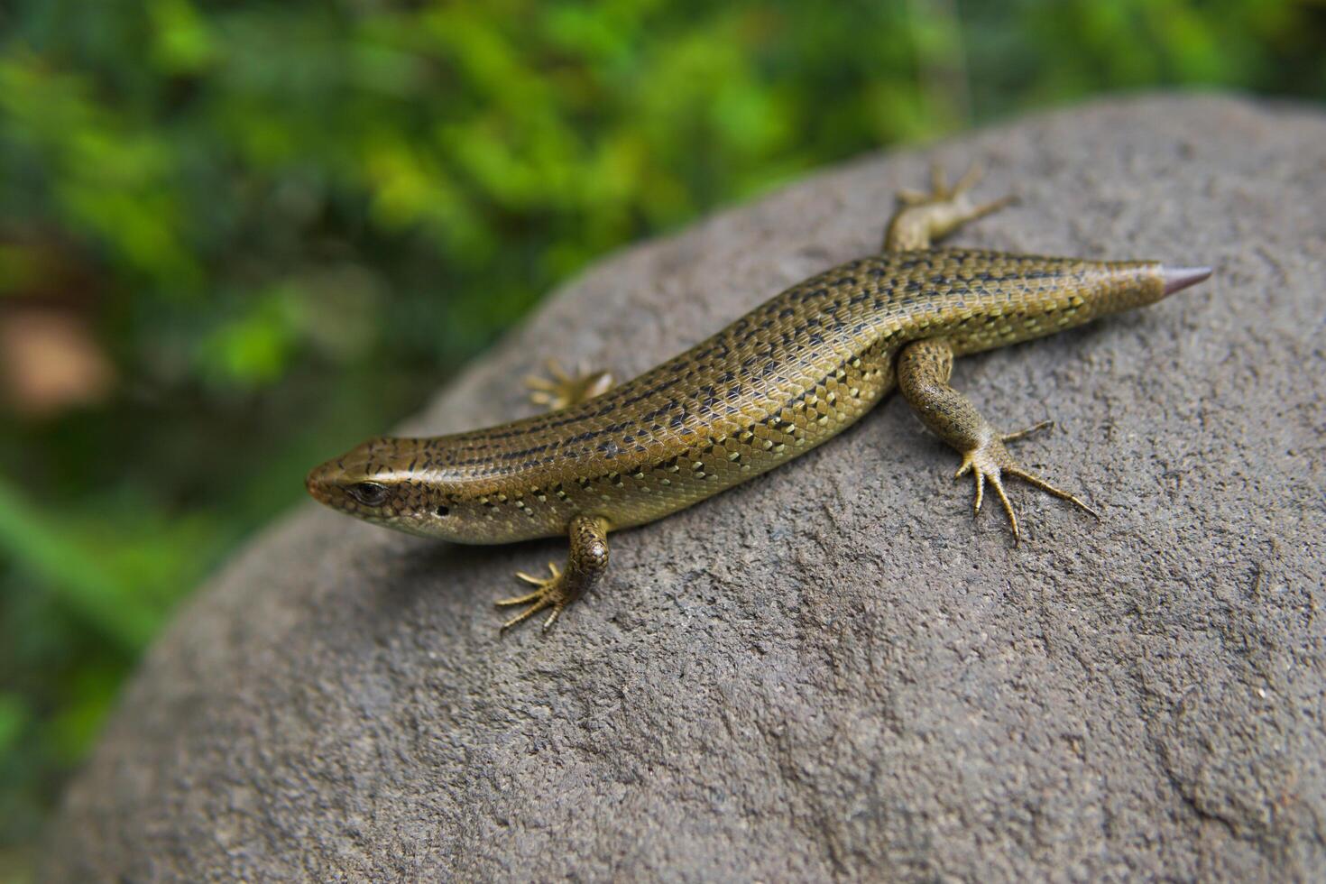 Tropical lizard on stone photo