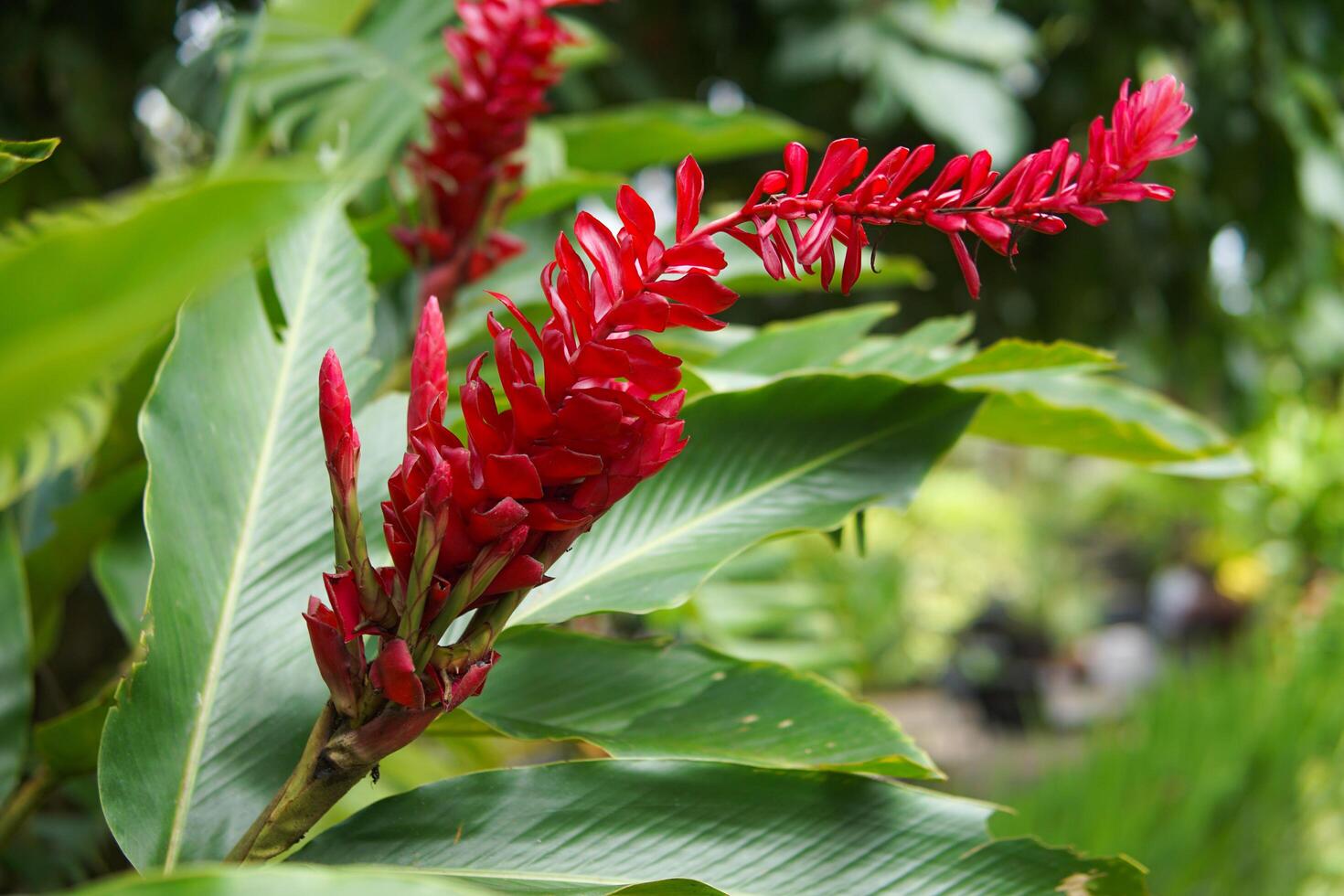 red galangal blossom close up photo