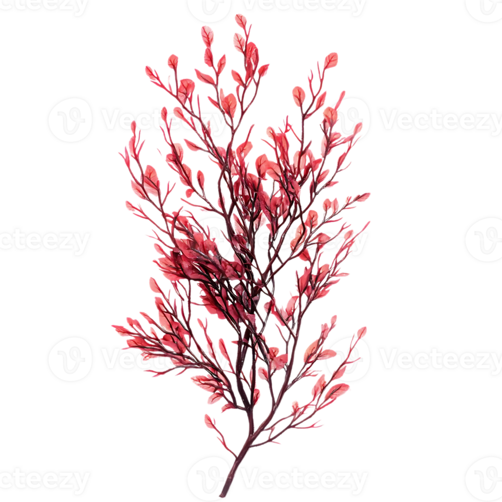 Create Red Leaves Branch with Transparent Background png