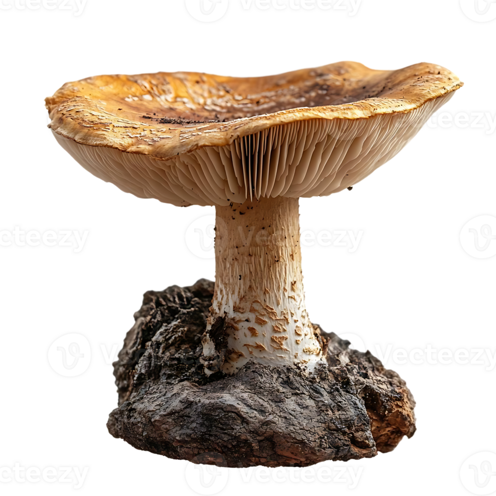 Mushroom Grows on Wood, Transparent Background png