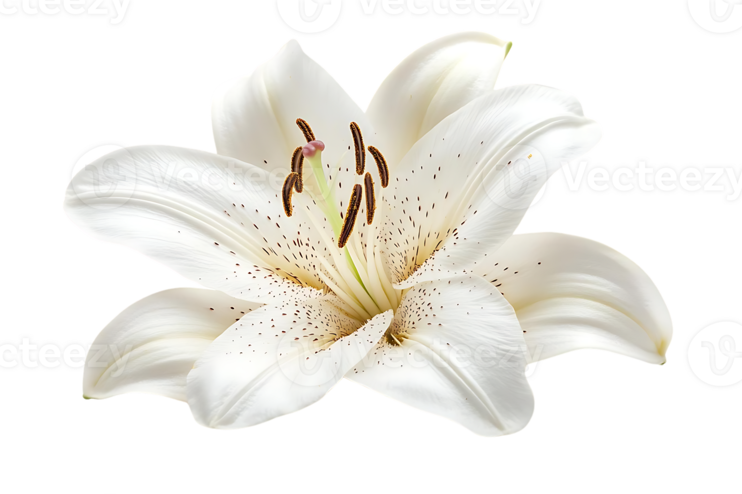 White Lily Flower with Transparent Background, Close-up Macro Shot Exquisitely Detailed png