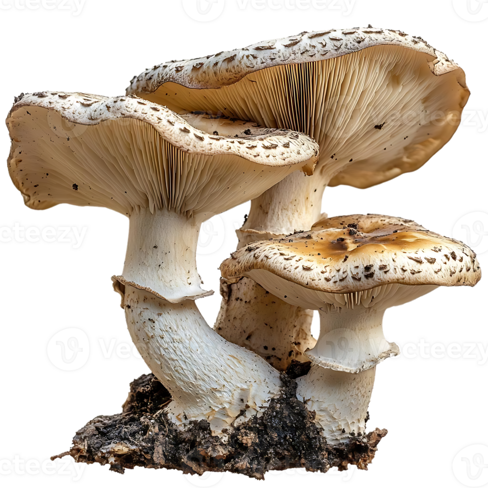 Mushrooms Growing on Wood, Transparent Background Images png