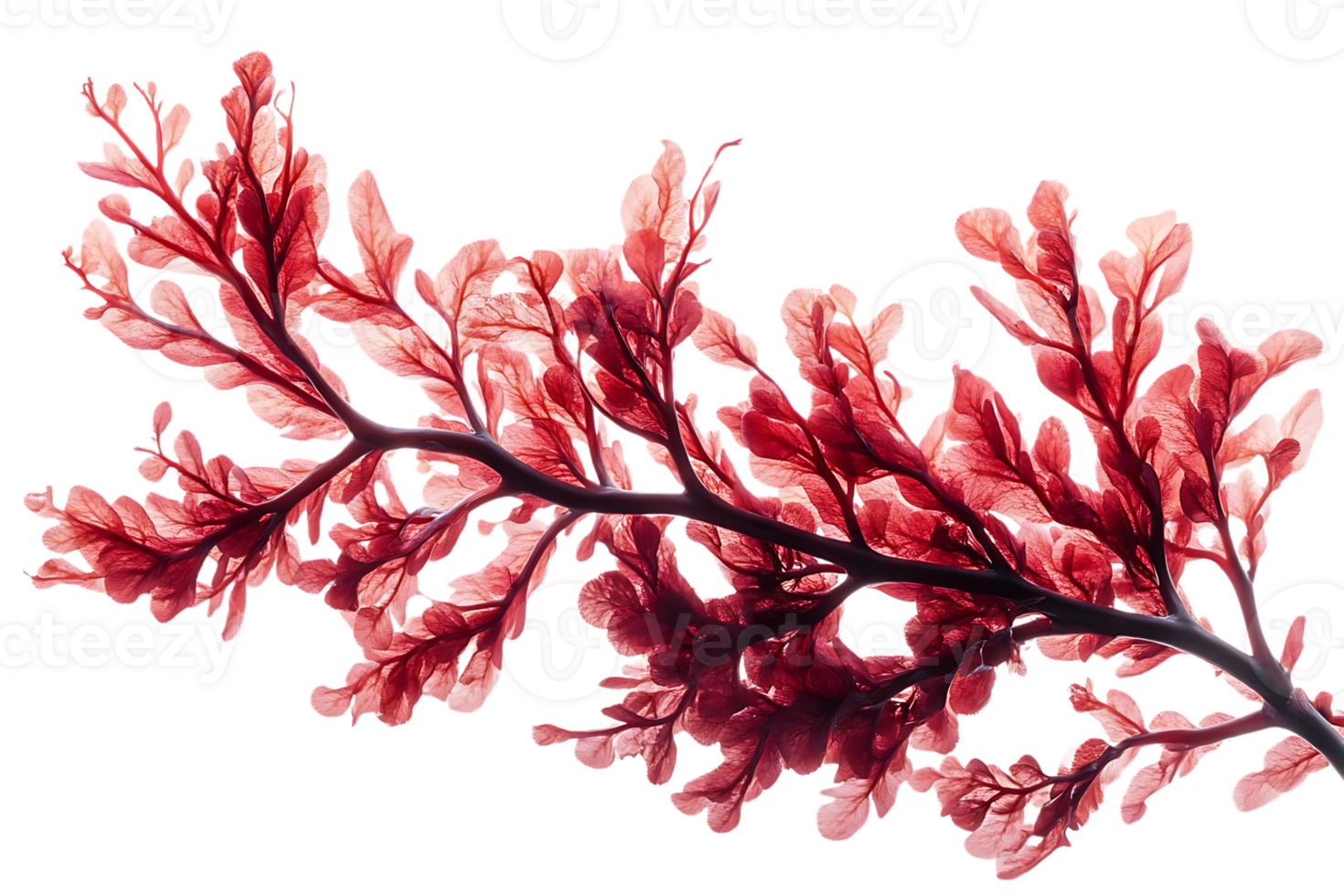 Red Seaweed Branch Displays on Transparent Background png
