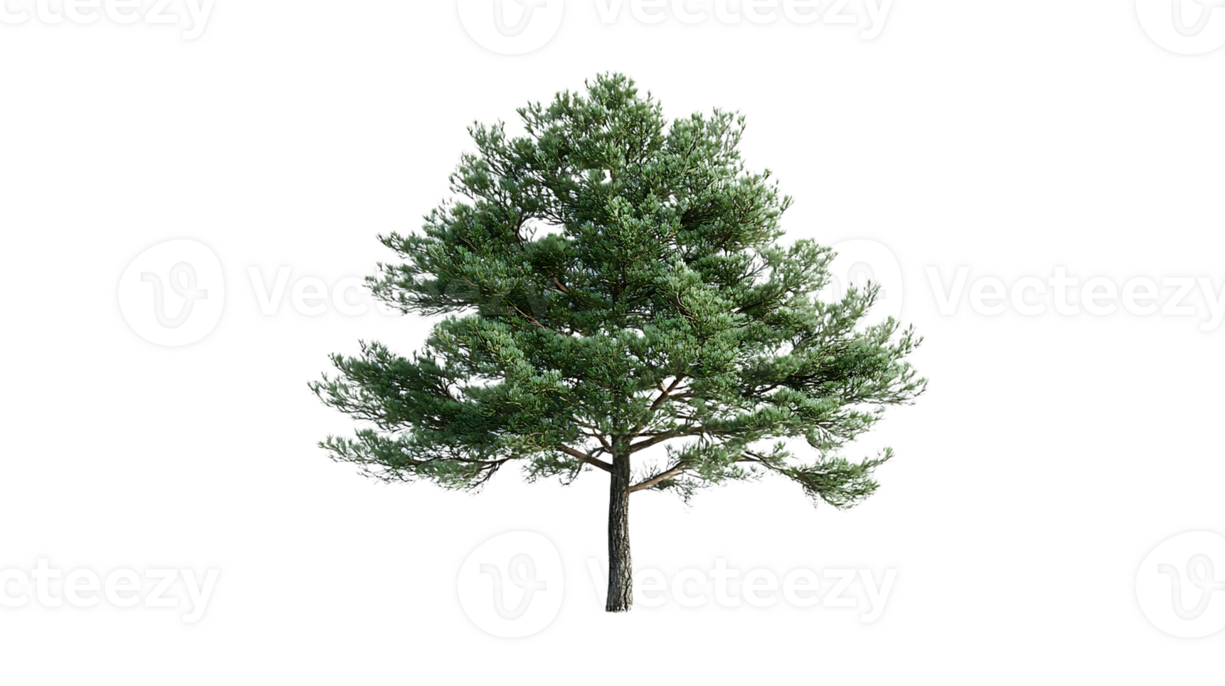 Pine Tree Isolated on Transparent Background, Ideal for Design Projects png