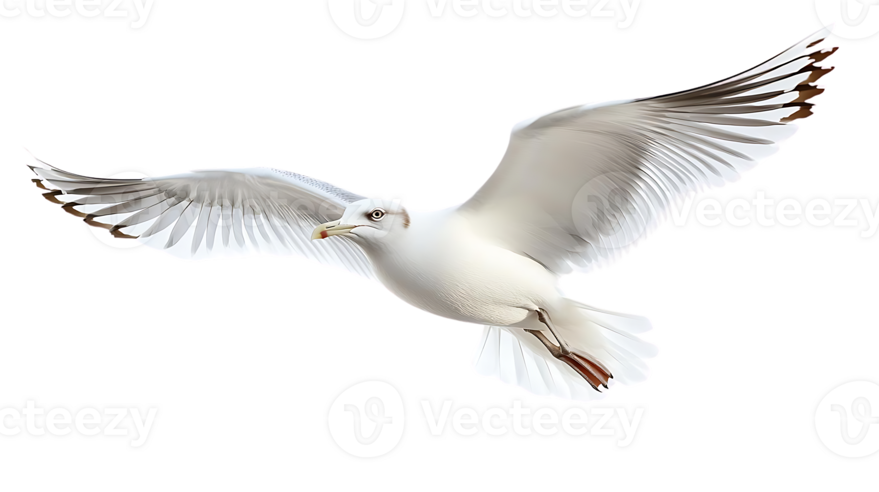 Seagull Soars Gracefully on Transparent Background png