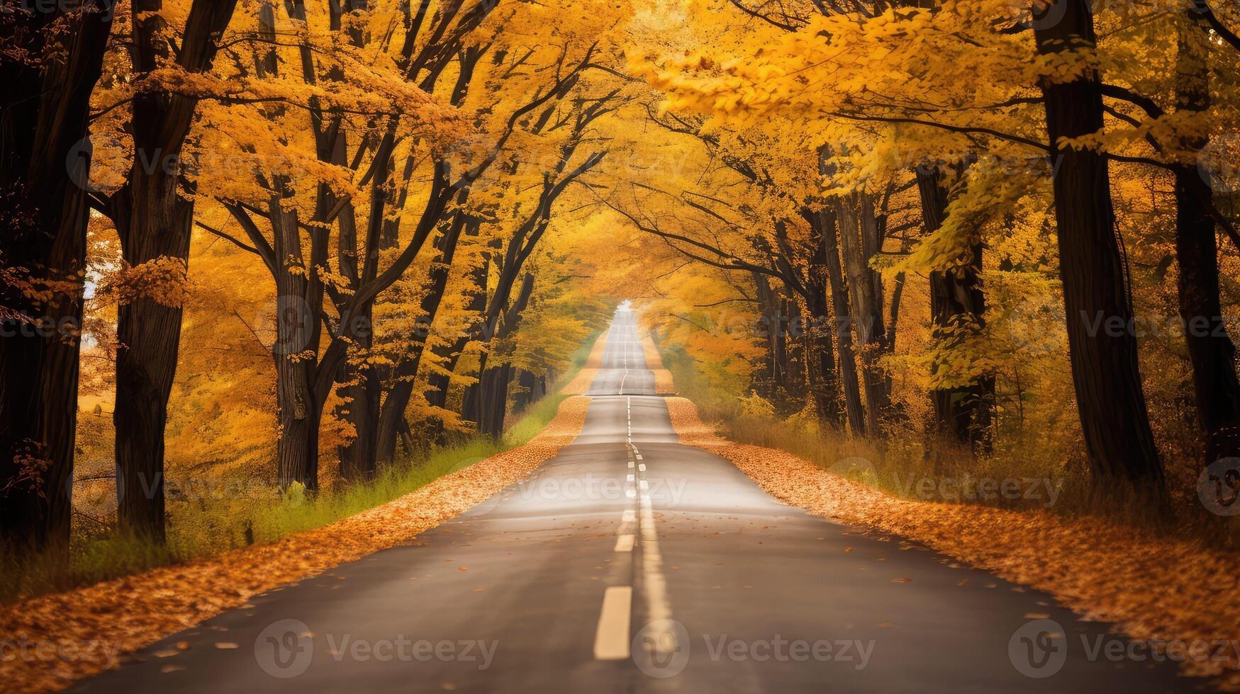 leaves road with lines photo