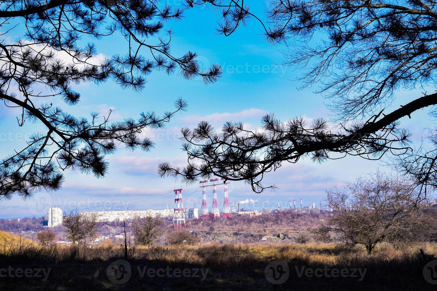 Branches of coniferous trees. City landscape. Blue sky. photo