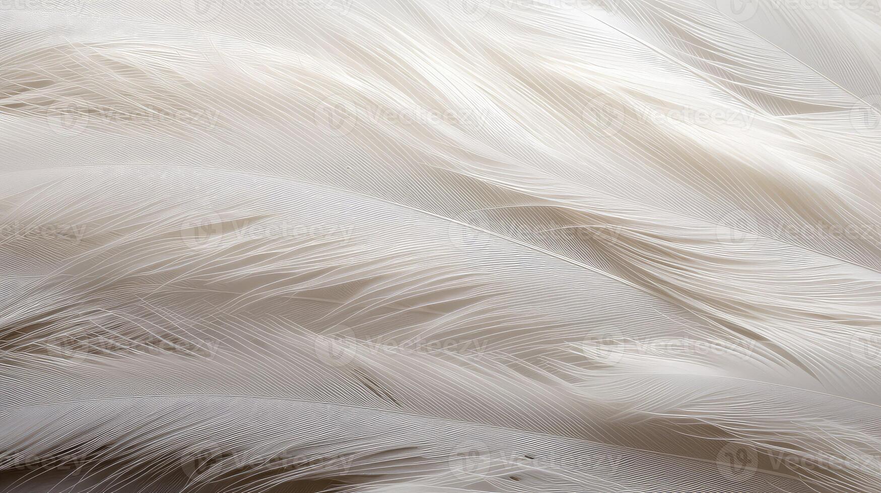 texture feather textures photo
