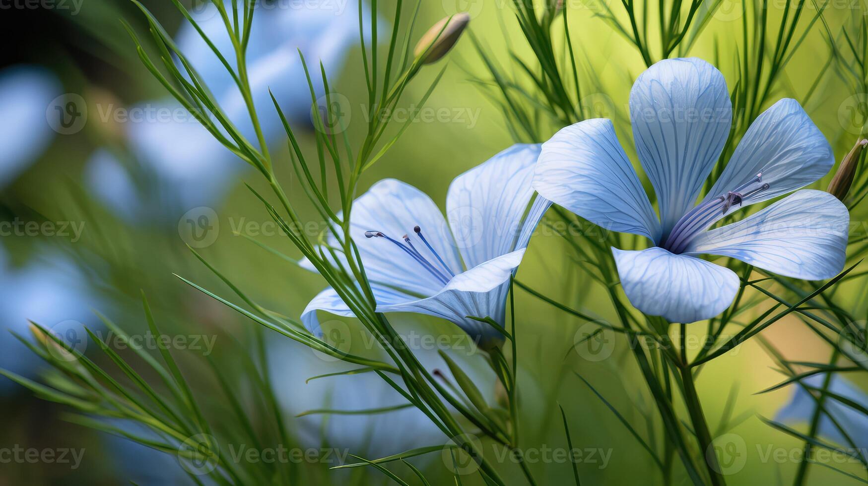 blue flax plant photo