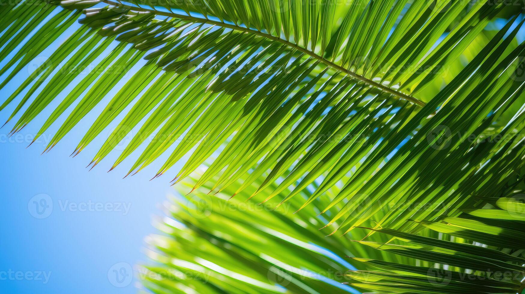 vibrant green palm leaves photo