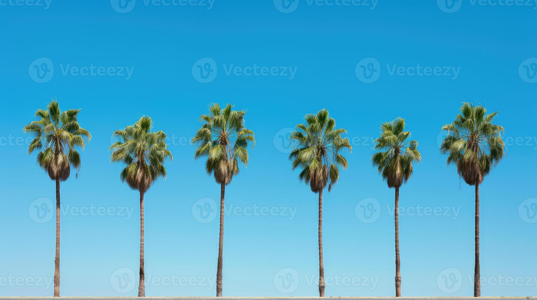 sky palm tree row photo