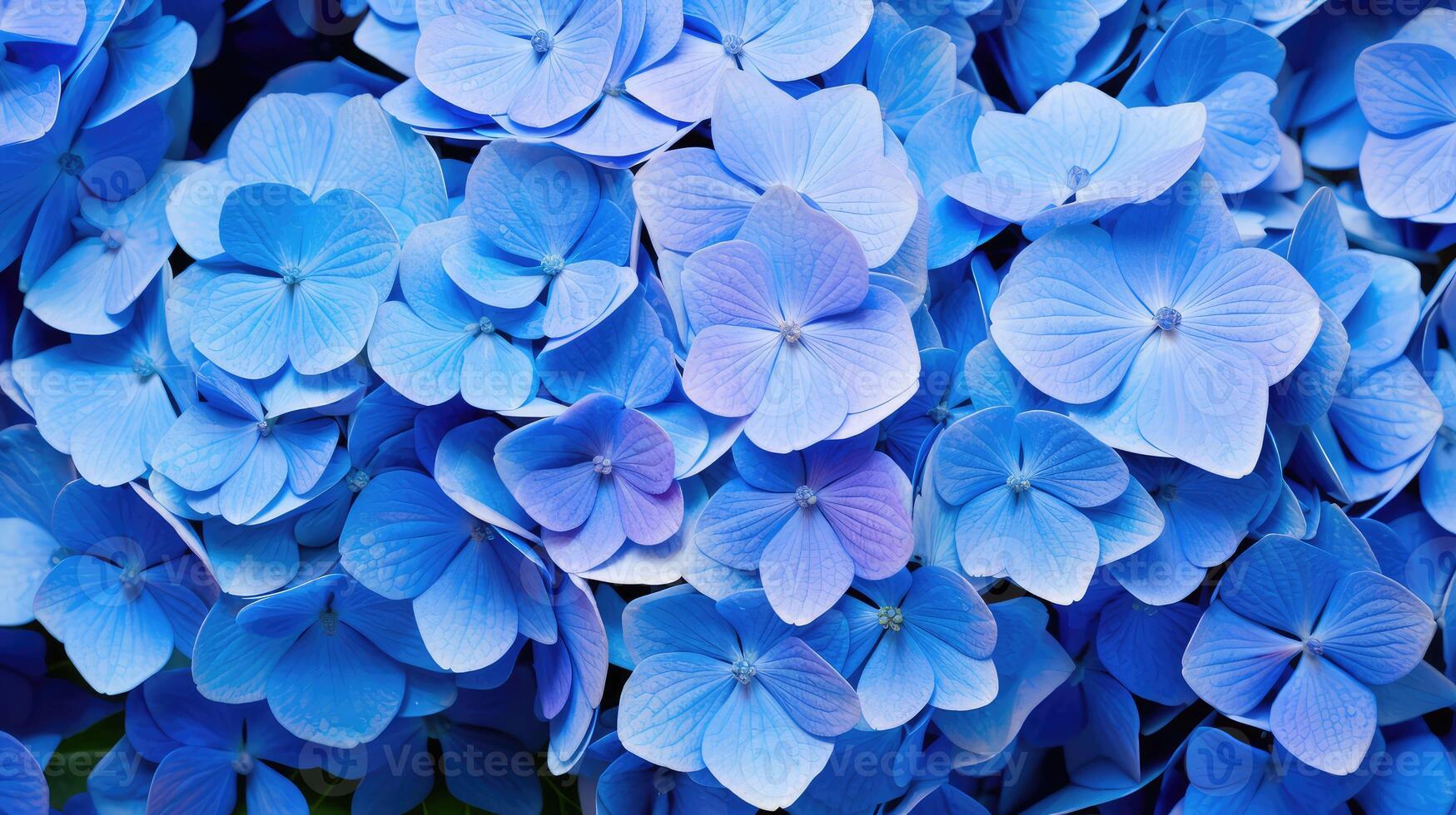 purple blue hydrangea photo