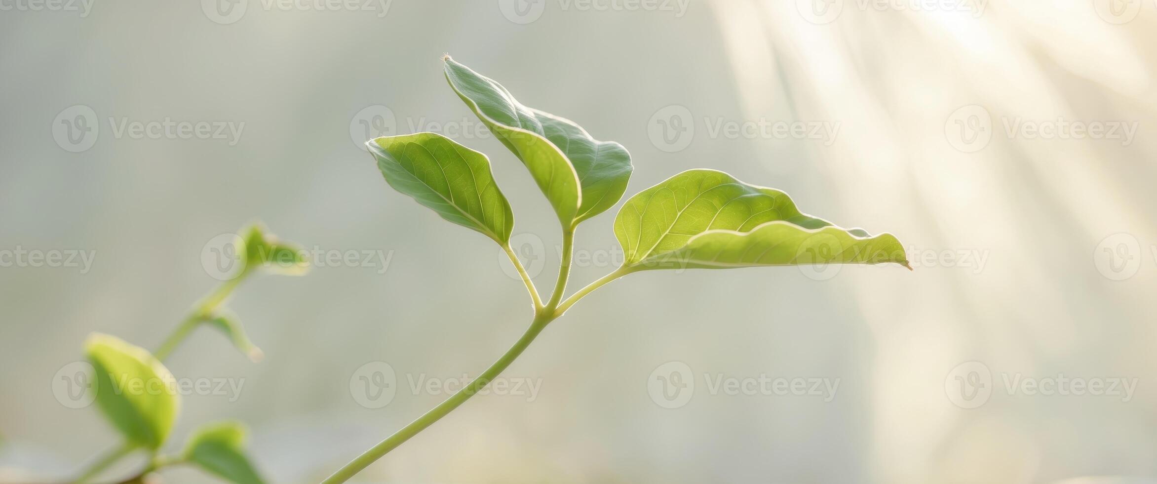 Fresh green plant leaves with soft sunlight showcasing natural beauty and growth in serene outdoor setting. photo