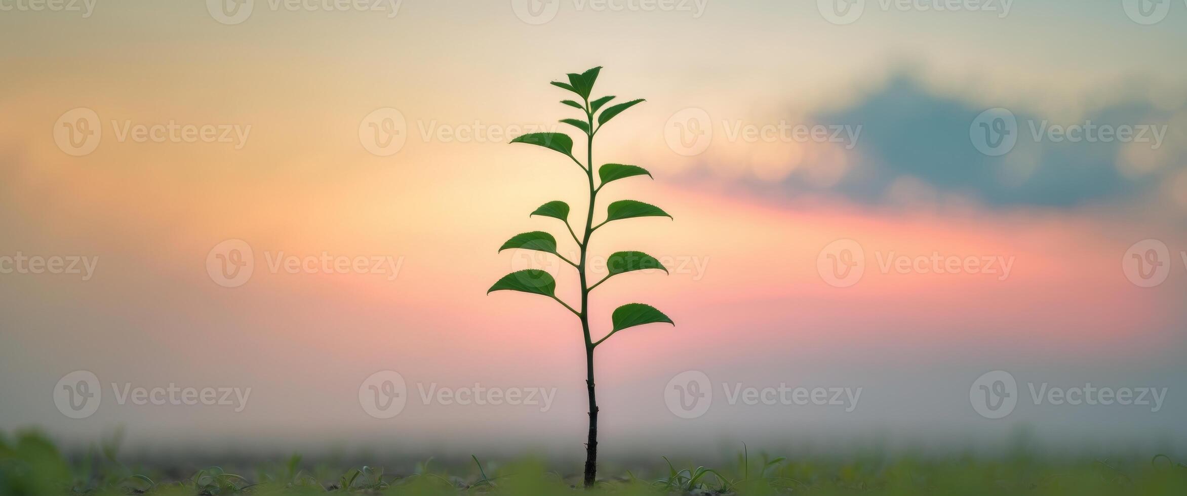 Seedling Silhouette at Sunset New Growth and Hope. photo