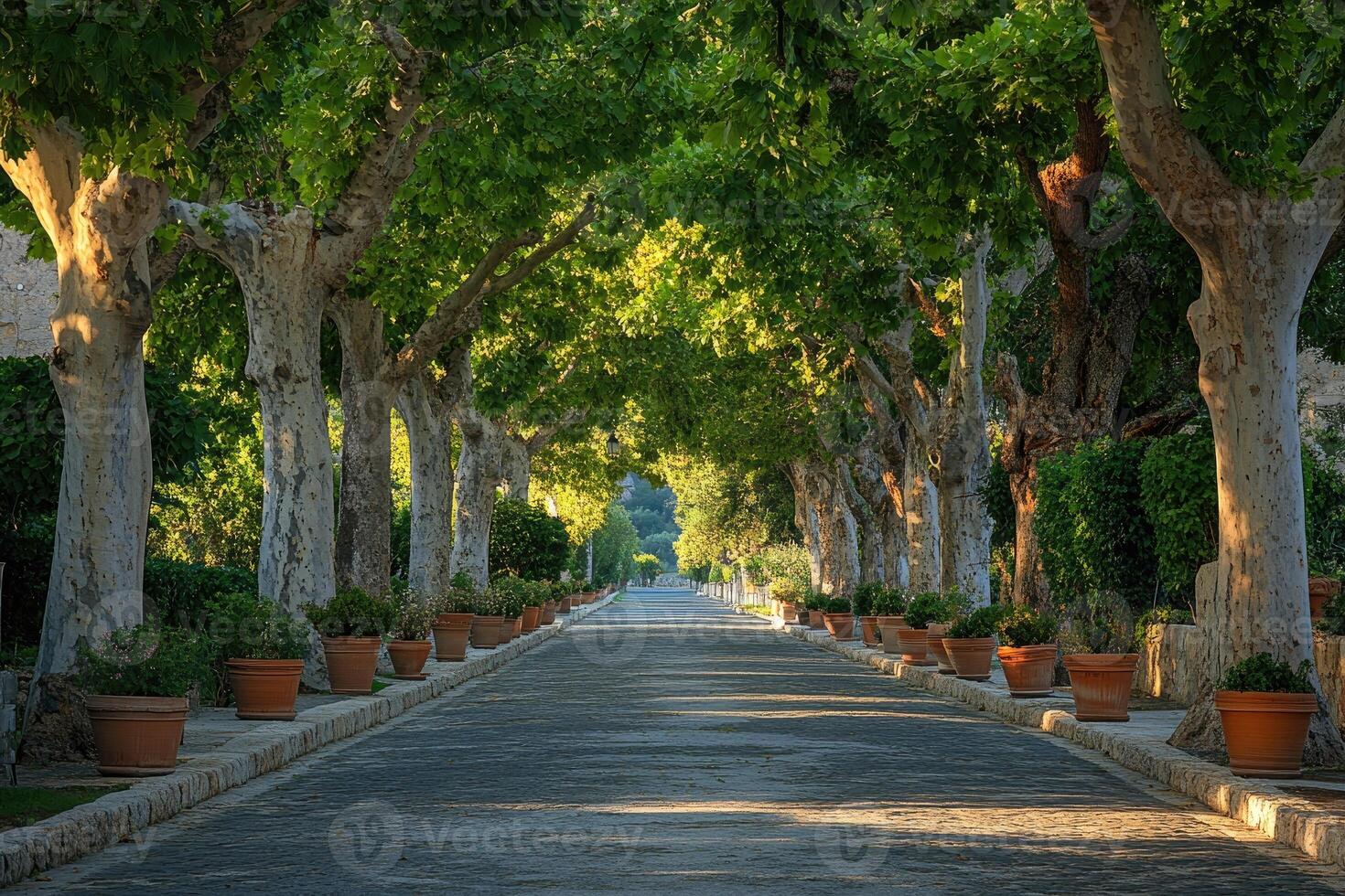 Majestic tree lined pathway leading to serene destination in formal garden.. photo