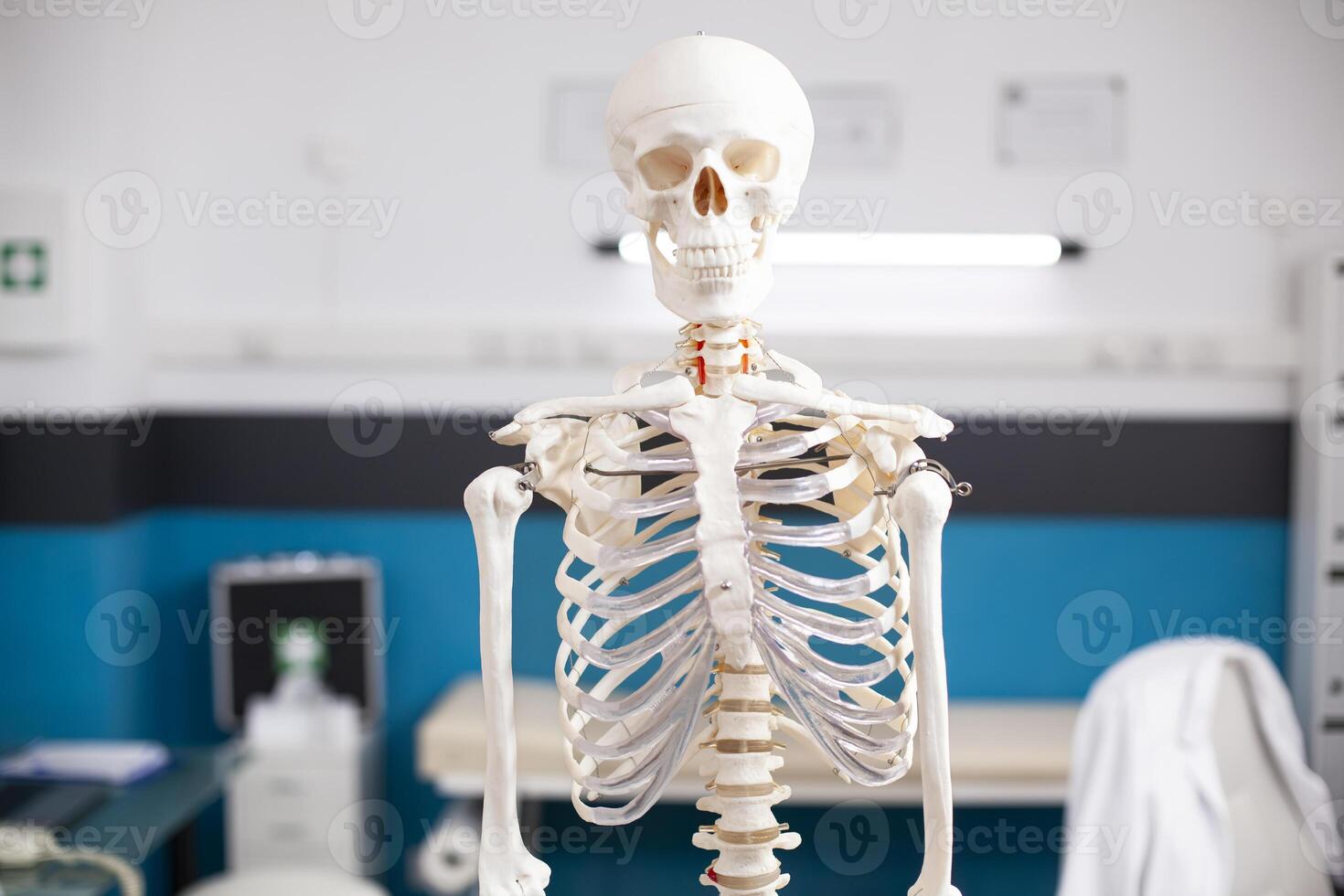Portrait of skeletal structure standing ready for diagnostics in unoccupied hospital office. Selective focus of human skeleton in vacant doctors office with focus on head and abdomen. photo