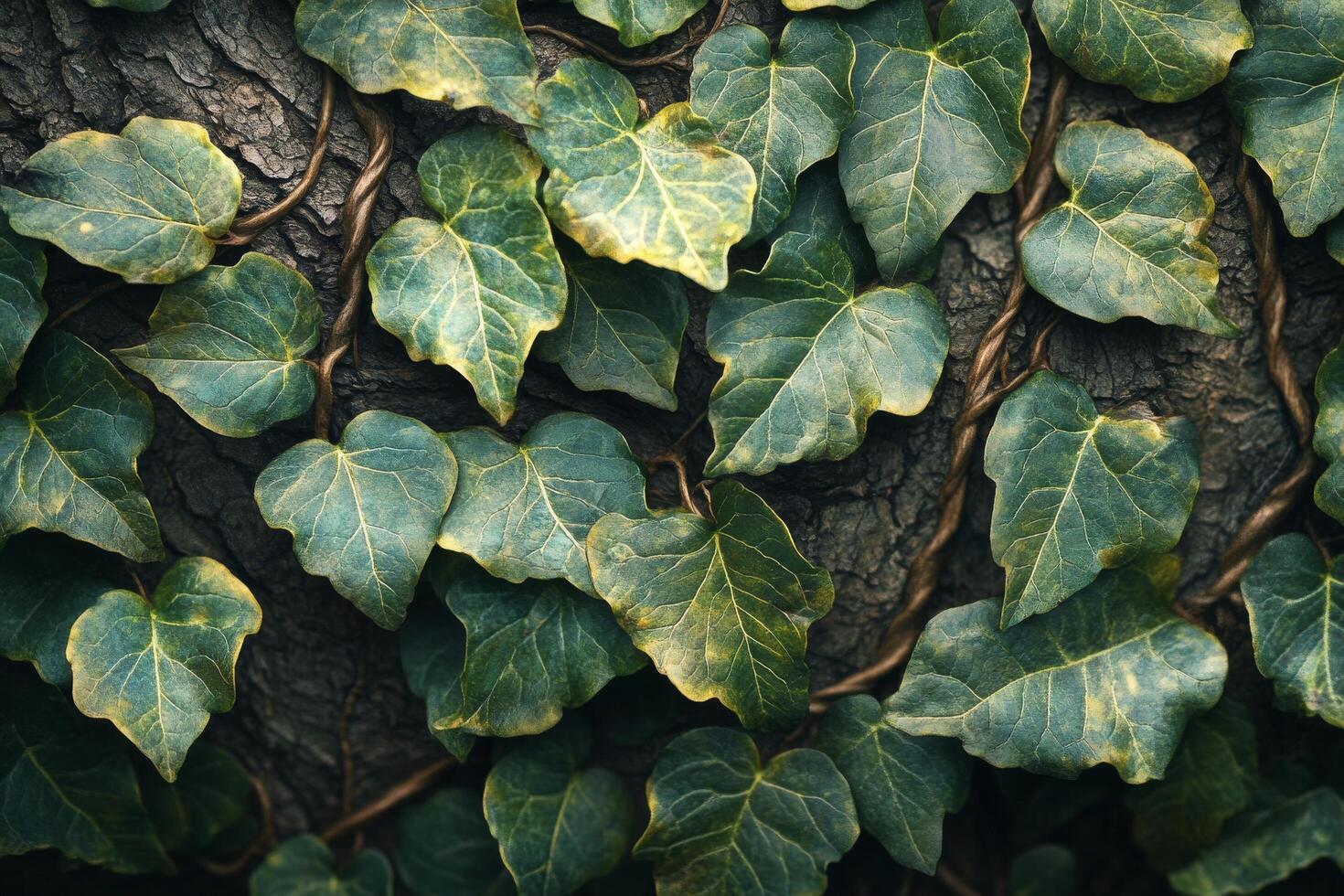 Close up of ivy leaves on a tree photo