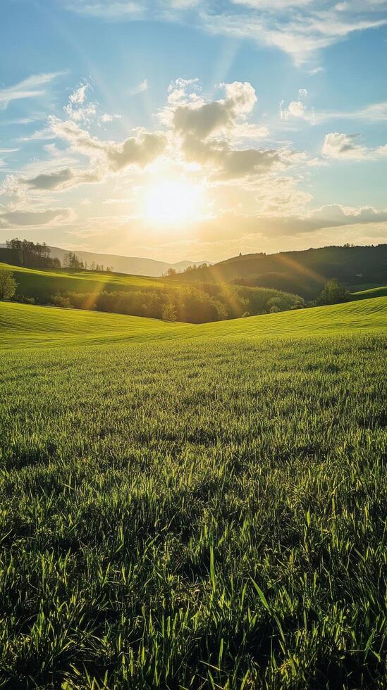 A field with grass and sun shining over it photo