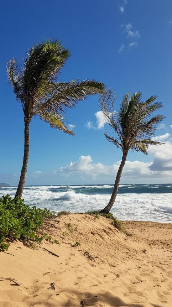 Two palm trees on a sandy beach with the ocean in the background photo