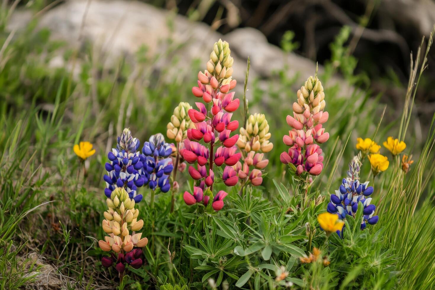 Lupine, wildflowers, and rocks in the mountains photo