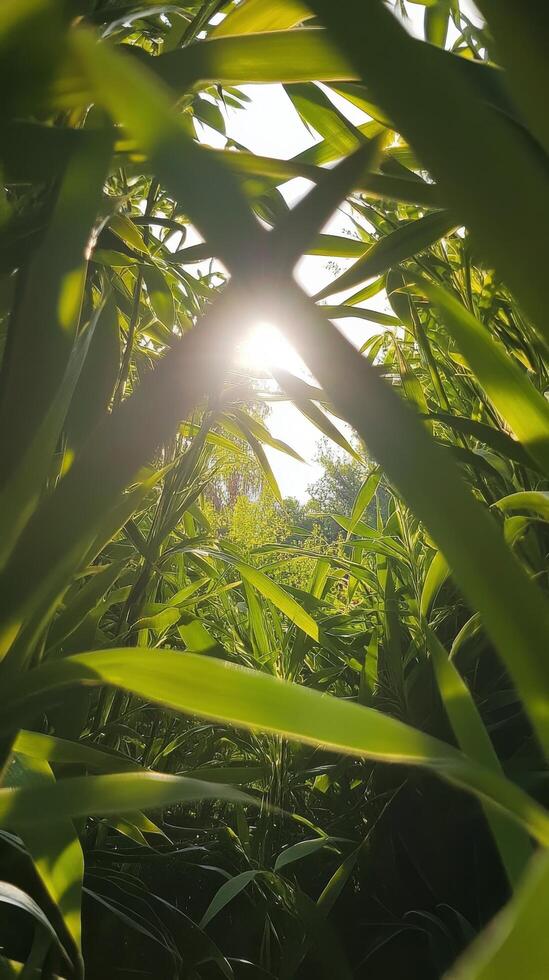 The sun shines through the leaves of a tall grass photo